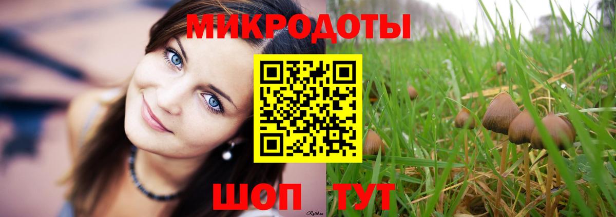 Псилоцибиновые грибы Psilocybe Чернушка